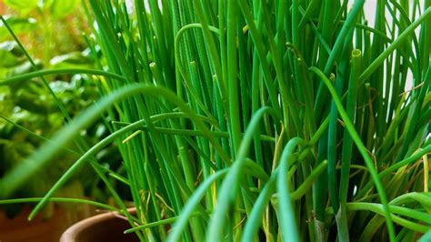 Growing Chives in Pots, Planting, Care - A Full Guide | Gardening Tips