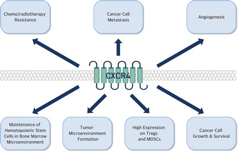 CXCR4|gpcr therapeutics