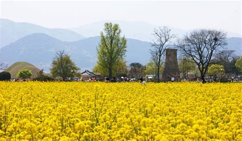 Gyeongju Cherry Blossom Festival 2019 Day Tour from Seoul - Trazy ...