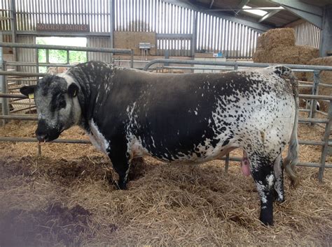 Long Ash X-Factor Speckle Park Bull. Long Ash Speckle Park Stud. U.K. | Farm animals, Cattle ...