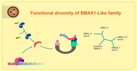 Functional diversity of SMAX1-Like family - Sharebiology