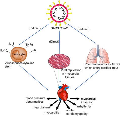 Cardiotoxic effects of SAR Cov-2 infection. The cardiotoxic effects of ...