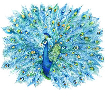 Watercolor Art & Collectibles Peacock Watercolor Painting Painting etna ...