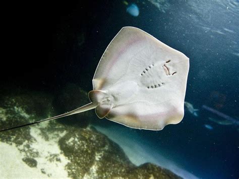 Swimmer in Australia dies after being stung by stingray | Express & Star