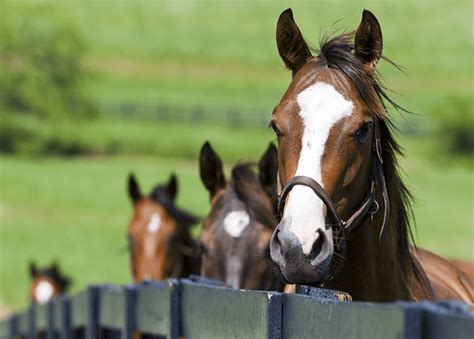 Horse Breeding Online Course – Careerline Courses