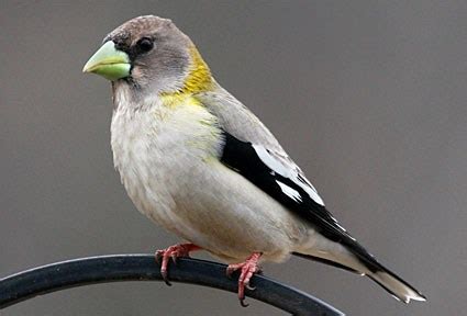 Evening Grosbeak, Identification, All About Birds - Cornell Lab of Ornithology