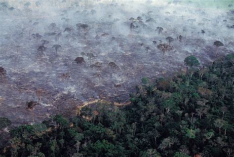 Amazon Forest Fire:As Fires Consume The Amazon Rainforest, Here's What ...