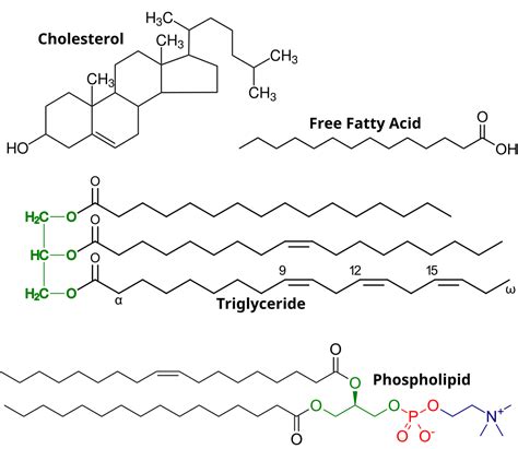 2.8: Lipids - Biology LibreTexts