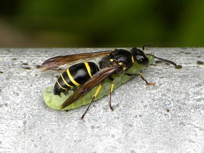 Potter Wasp - Knowledge Base LookSeek.com