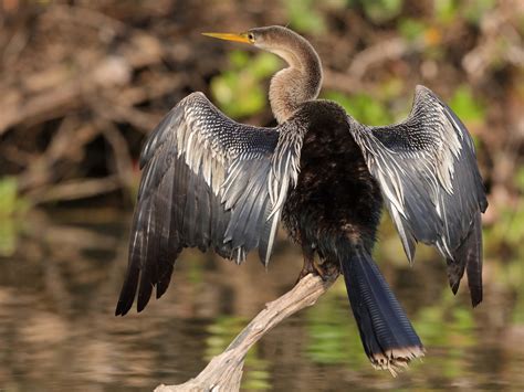 10 Species of Black Birds in Florida - Sonoma Birding