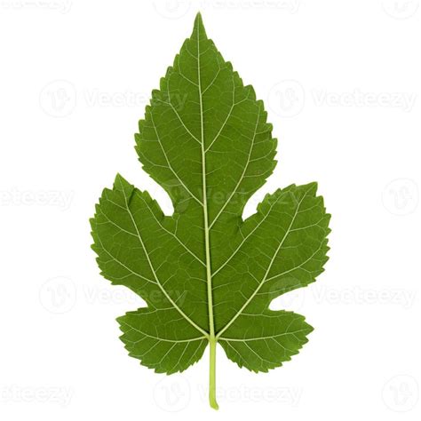 White mulberry tree leaf isolated over white 3339365 Stock Photo at ...