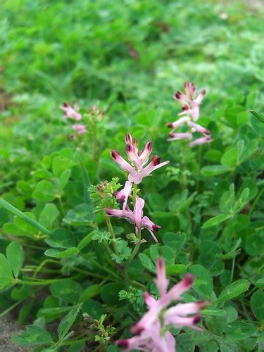 Clover-like Weed with Pretty Pink Flowers | Clover-like Weed… | Flickr