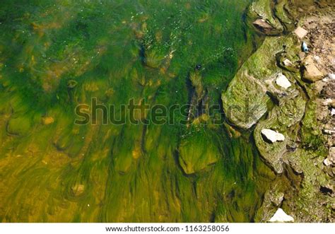 Algae Water Pollution Dirty Pond River Stock Photo 1163258056 | Shutterstock