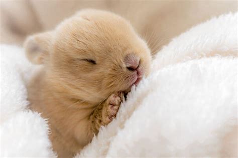 75 Photos Of Irresistibly Cute Bunnies That Will Put A Smile On Your ...