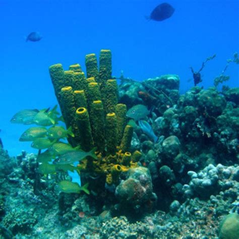 Coral Reefs in Jamaica | USA Today