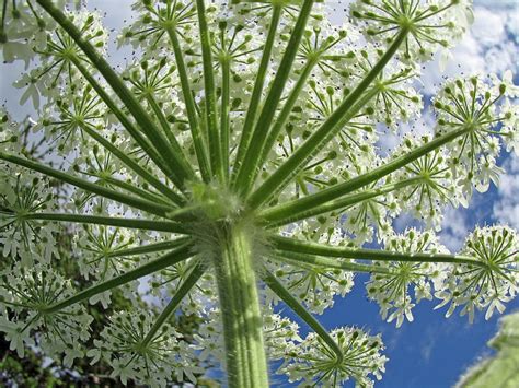 Flowering Cow Parsnip Heracleum lanatum Photograph by Alaska Photos by ...