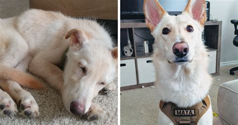 People Share 30 Pics Of Their Dogs Before And After Being Rescued, And It's Too Wholesome (New ...