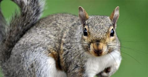 Funny Squirrel Names | List of Cute Names for Pet Squirrels