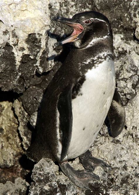 Galapagos Penguins Adaptations: Warm Water Penguins? | Latin Roots Travel