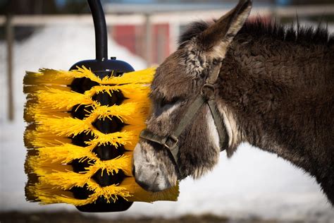 EasySwing Medium Cow Brush | Low Maintenance Cattle Scratcher