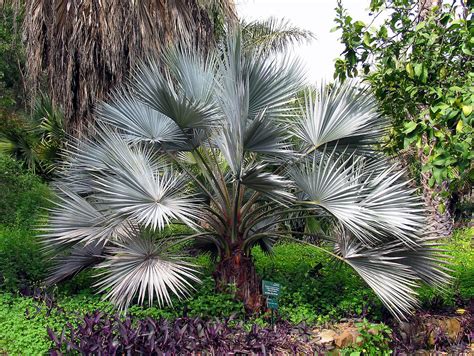 Brahea Armata Mexican Blue Palm – Aloha Tropicals