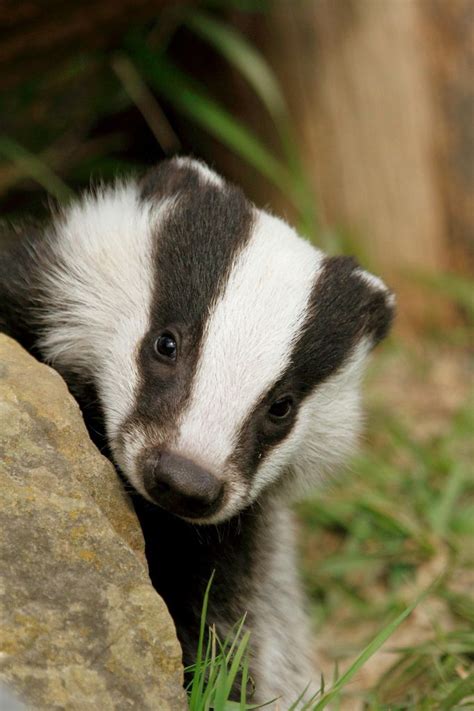 Baby badger | Baby badger, Cute animals, Animals friends