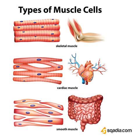 What Are The Four Types Of Animal Tissues And Their Functions : Animal tissues / Animal tissues ...