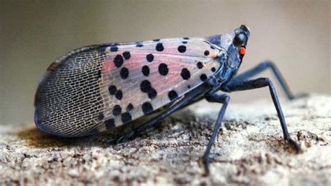 Natural Predators Might Lead to Lanternfly Demise