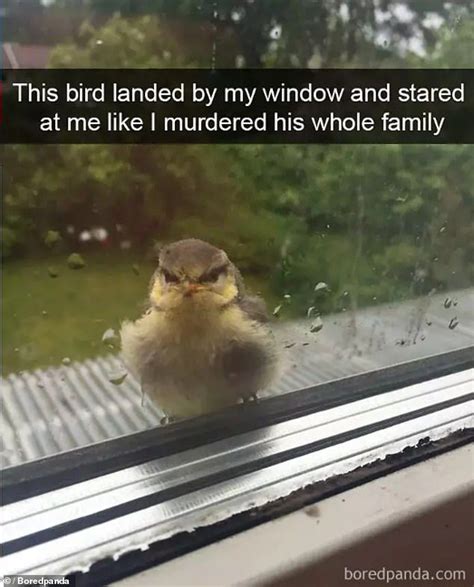 Bored Panda have collated hilarious photos of birds caught on camera ...