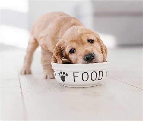 8 Week Old Puppy Feeding Schedule Guide | ZooAwesome