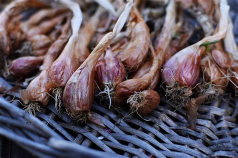 How to Grow Shallots