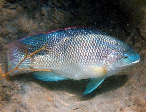 Blue Tilapia Oreochromis aureus for sale | Arizona Aquatic Gardens