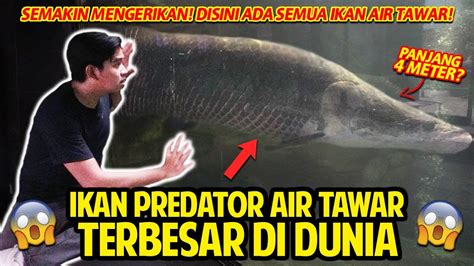 IKAN PREDATOR AIR TAWAR TERBESAR DI DUNIA! PANJANGNYA SAMPAI 4 METER! DUNIA AIR TAWAR TMII! # ...