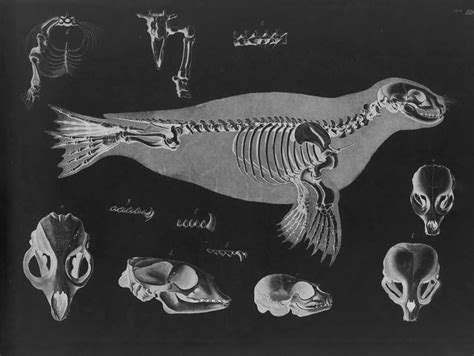 Harbor Seal Skeleton by Eduard Joseph D'Alton circa 1823