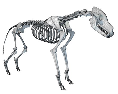 Wolf Skeleton 3D Model – 3D Horse