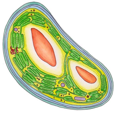 chloroplast diagram - Lizzie Harper