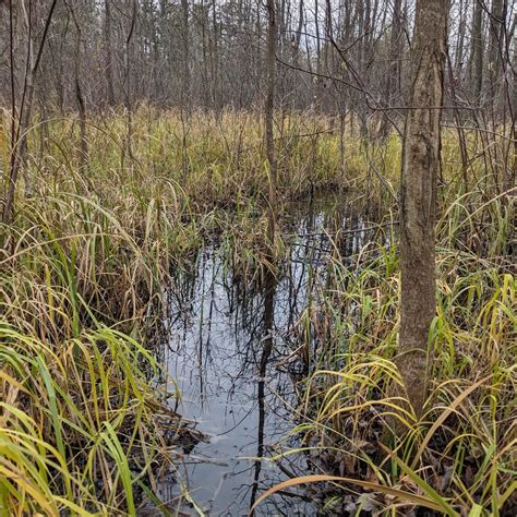 Help Preserve Our Wetlands - Hamilton Naturalists' Club