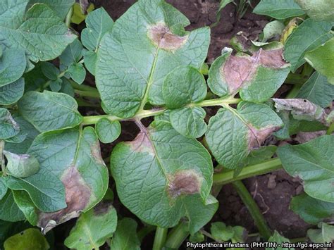 Phytophthora infestans (PHYTIN)[Photos]| EPPO Global Database