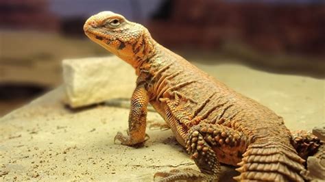 How Important is Temperature in a Reptile Enclosure? - Vision Products