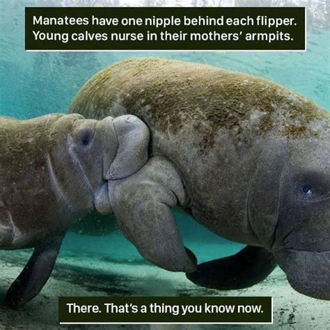 116 Times Nature Proved It’s Too Weird For Us To Handle | Weird animal ...