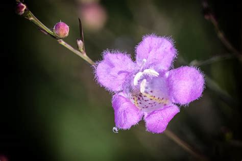 A two year review of Sigma 180mm Macro lens