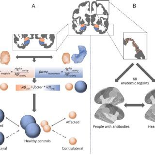 Cortical Thickness Development Over Time | Download Scientific Diagram