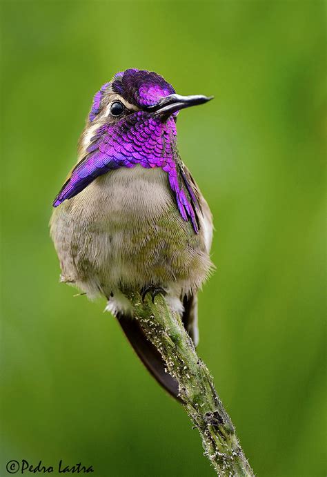 Costa's Hummingbird, Wings of the Tropics. Fairchild Tropi… | Flickr