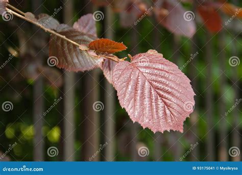 Purple leaves of filbert stock image. Image of grow, ecology - 93175041