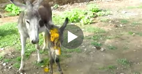 Donkey crying out for people to help her Injured Baby… Now watch when ...