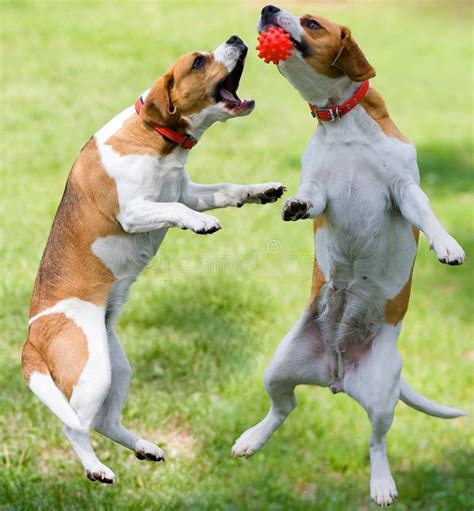 Jogo de dois cães imagem de stock. Imagem de animais, amigos - 1206785