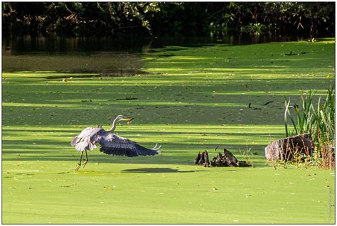 Grey heron hunting and feeding | A grey heron observed at Be… | Flickr