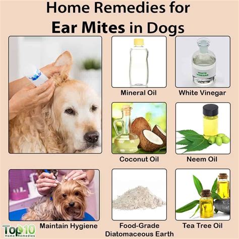 Home Remedies for Ear Mites in Dogs | Top 10 Home Remedies | Dog remedies, Cold home remedies ...