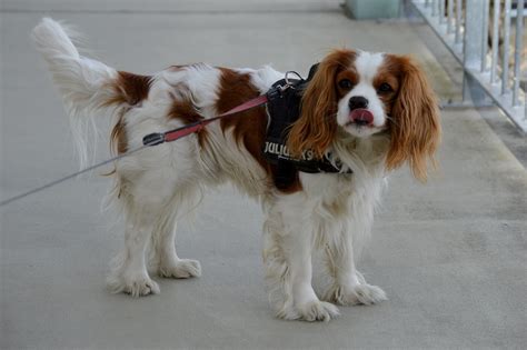 5 Illnesses Cavalier King Charles Spaniels Often Have | PETA