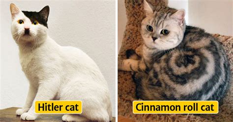 30 Cats With The Most Unique Fur Markings